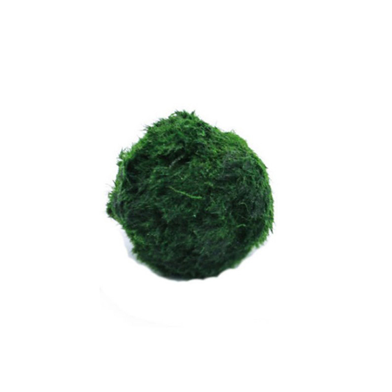 Terrarium Moss Art - Bolas de musgo Marimo, planta de