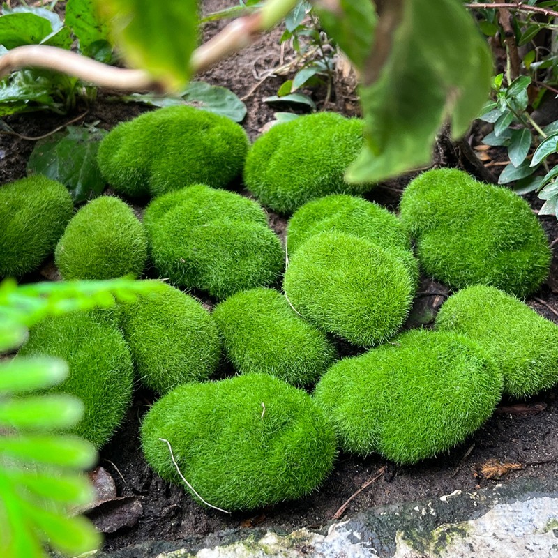 5/30 piezas de musgo artificia - Terrarium Moss Art reseña y precio