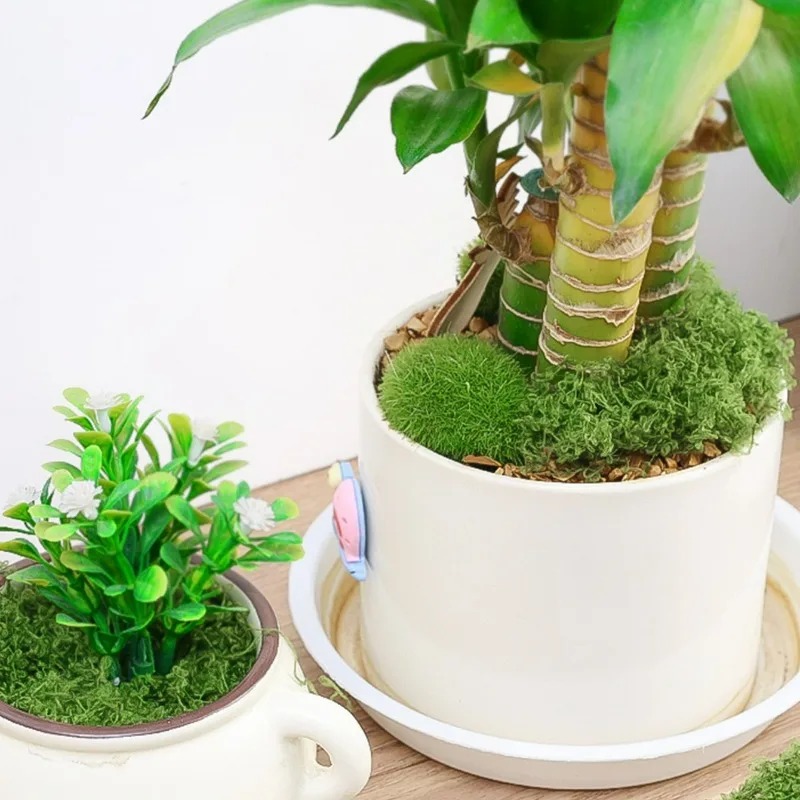 Musgo Artificial Realista de 3 - Terrarium Moss Art reseña y precio