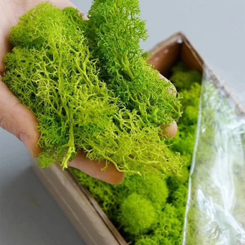Musgo de Vida Eterna de 100/20 - Terrarium Moss Art reseña y precio