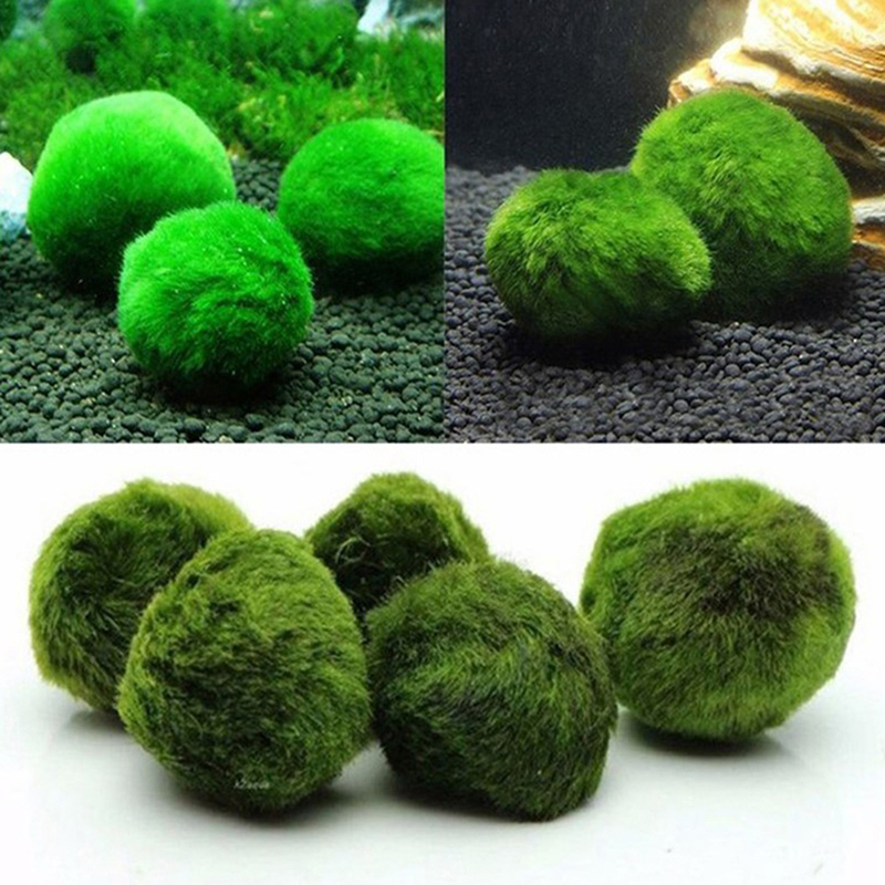Bolas de musgo Marimo, planta  - Terrarium Moss Art reseña y precio