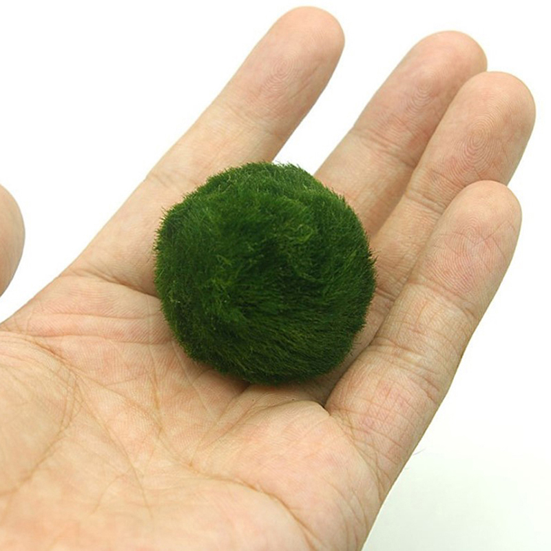 Bolas de musgo Marimo, planta  - Terrarium Moss Art reseña y precio