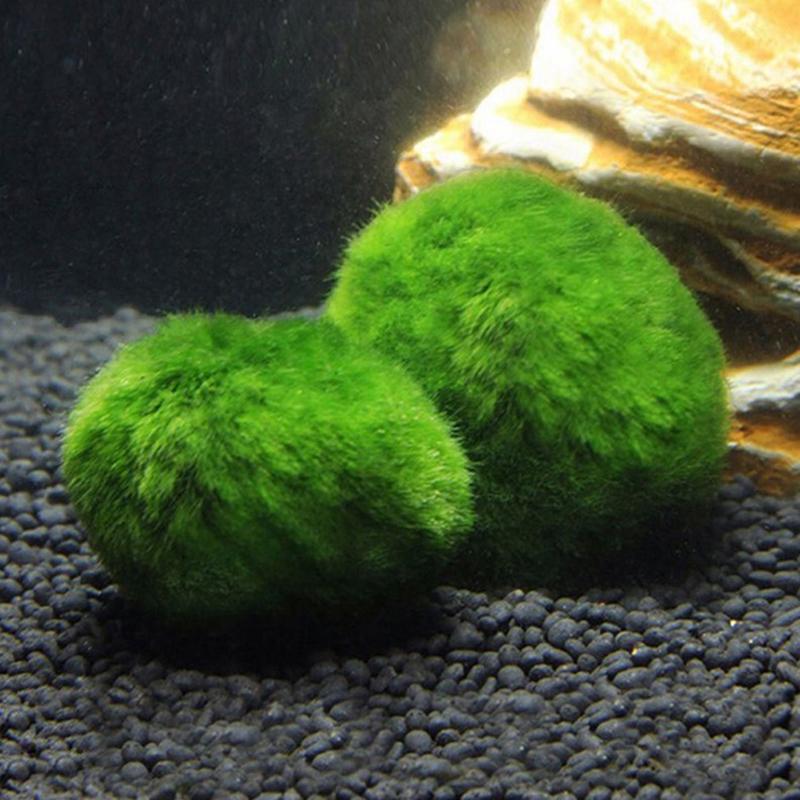 Bolas de musgo Marimo, planta  - Terrarium Moss Art reseña y precio