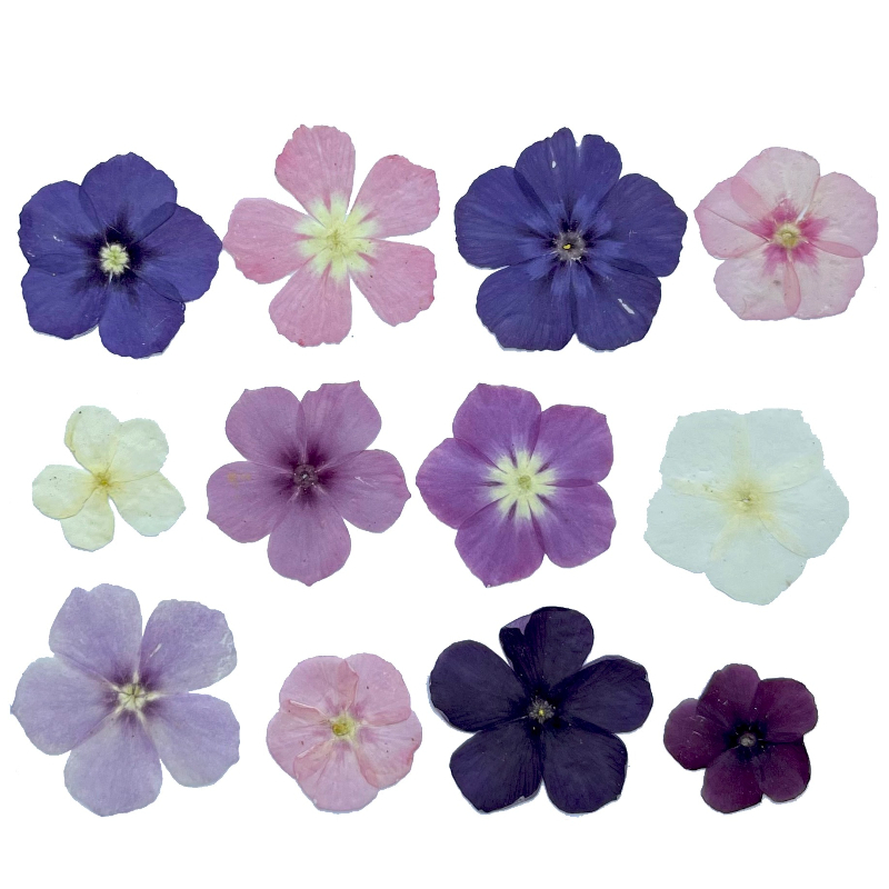 12 Uds., flores secas prensada - Resin Craft Ideas reseña y precio